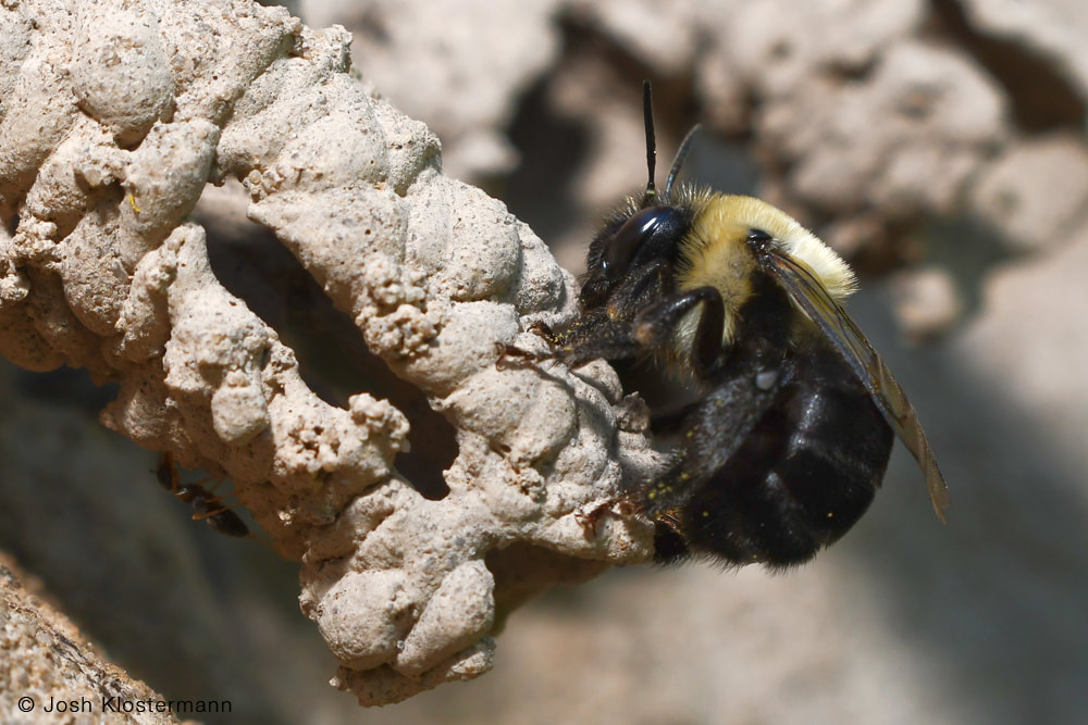 Little metallic green bees: a stunning surprise in your garden - Honey Bee  Suite