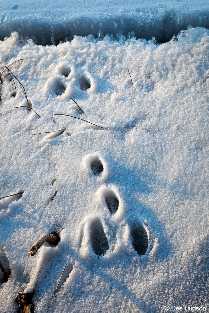 How to use tracks to identify wild animals in Whistler - Pique